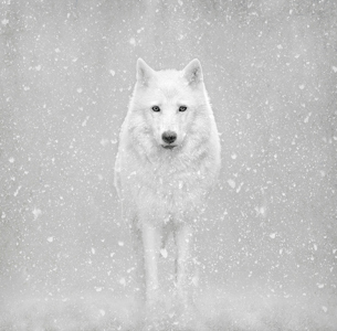 Arctic Wolf