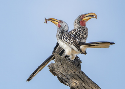 Nature - Yellow-Billed Hornbills