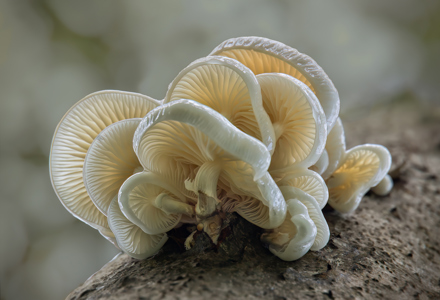 Porcelain Fungus