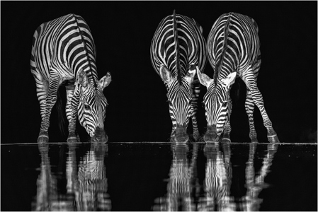 Thirsty Zebras