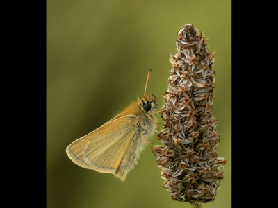 Essex Skipper