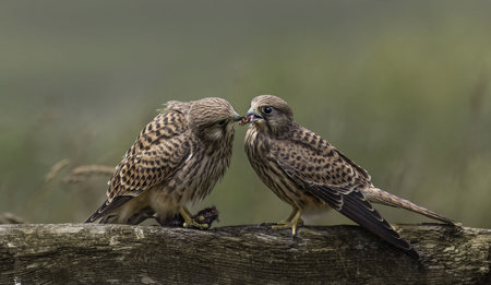 Kestrel Feeding Young