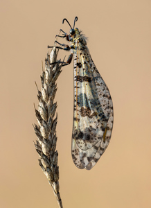 Antlion Bulgaria