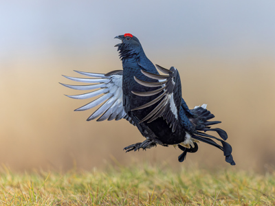 Black Grouse On The Lek