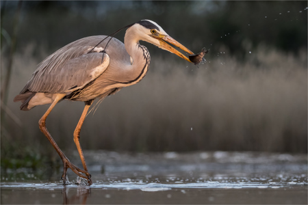Grey Heron With Catch
