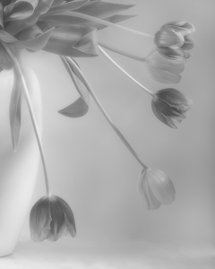 Tulips - Study In Mono