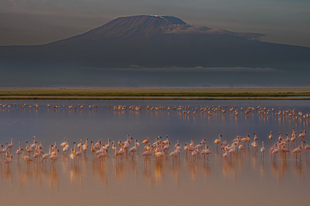 Kilimanjaro-Flamingos