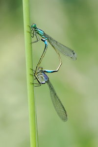 Blue Tailed Damselflies