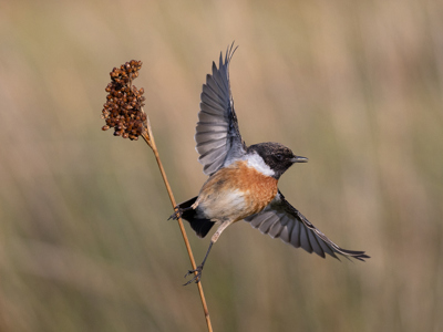 Male Stonechat Taking Flight