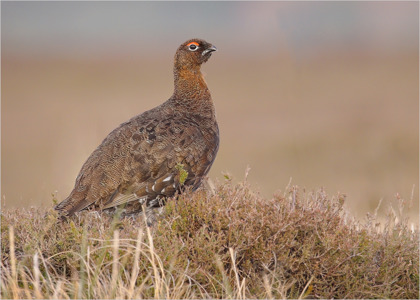 Red Grouse On Moorland