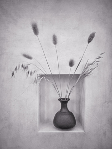 Dried Grasses On Display