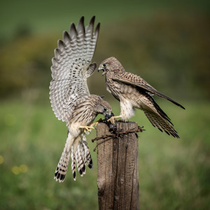 Feeding Kestrels