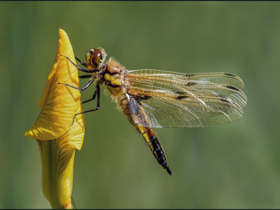 Four Spotted Chaser Drying Its Wings