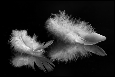 Feathers