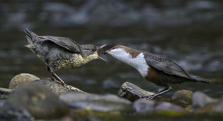 Dipper Feeding Juvenile