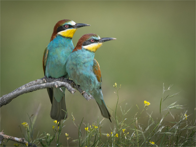 Pair Of Bee-Eaters