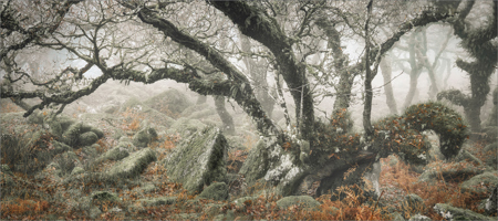 Gnarly Ancient Woodland