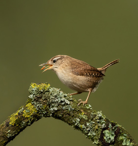 Wren With Grub