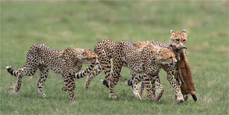 Teachings Of A Mother Cheetah