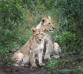 Lion Cubs