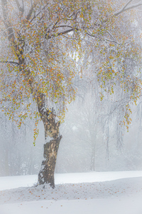 Autumn Turns To Winter