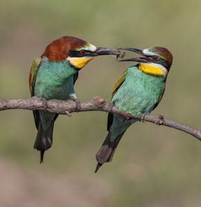 European Bee Eaters Food Pass
