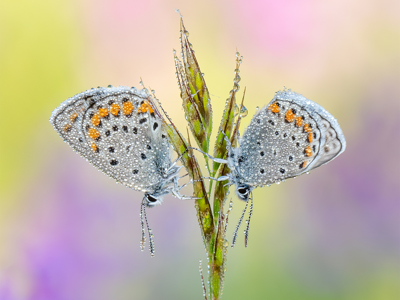 Roosting Silver-Studded Blues