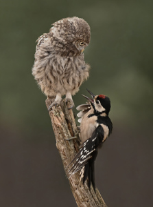 Woodpecker Aggression