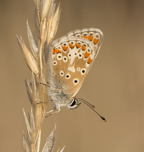 Brown Argus