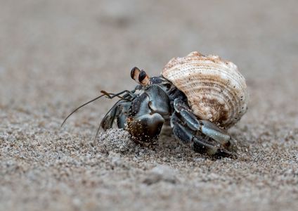 Hermit Crab