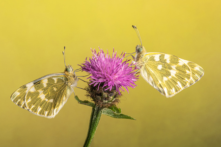Bath Whites On Knapweed