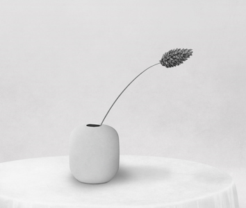 Still Life  With Seadhead