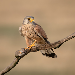 A Kestrel's Killer Grip