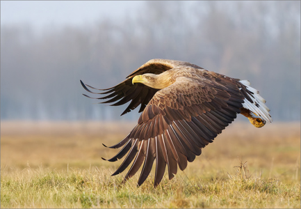 Sea Eagle In Evening Light