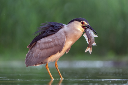 Black Crowned Night Heron With Fish