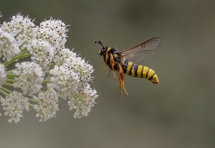 Lunar Hornet Moth