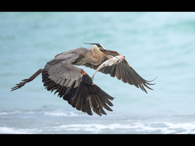 Great Blue Heron In Flight With Fish
