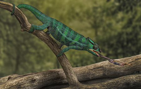 PANTHER CHAMELEON TONGUE STRIKE