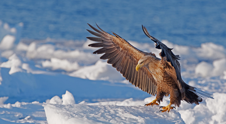 White-Tailed Eagle On Ice