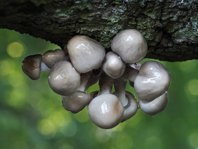 Emerging Porcelain Fungi