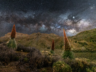 Tajiniste Blooms By Night