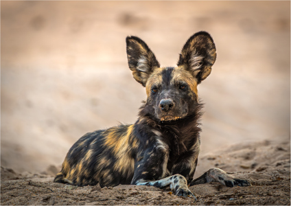 African Painted Dog