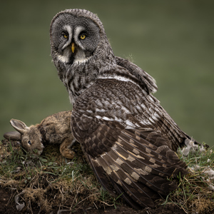 Great Grey Owl And Rabbit