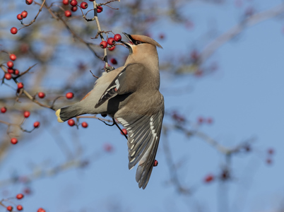 Waxwing