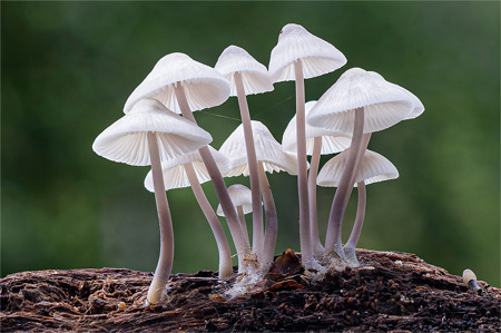 Mycena Leptocephala - Nitrous Bonnets