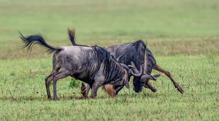 Fighting Wilderbeast