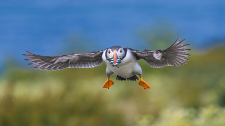 Puffin With Sand Eels, Coming Into Land