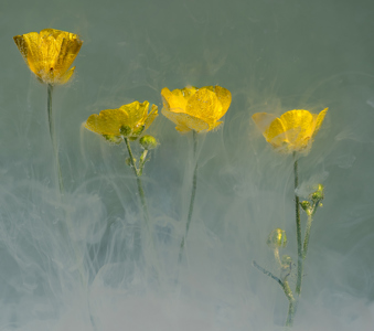 Buttercups Dancing In The Water