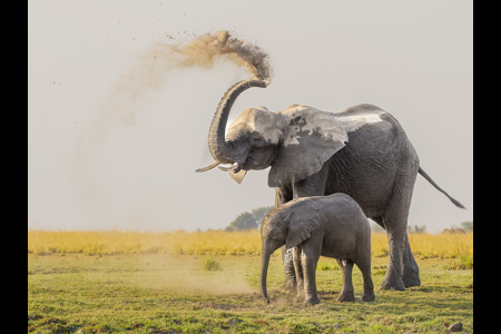 Elephant Mud Bath