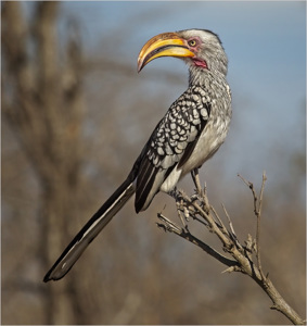 Yellow Billed Hornbill